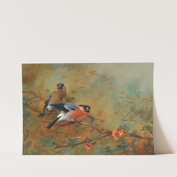 Bullfinches And Pyrus Japonica (1928) by Archibald Thorburn