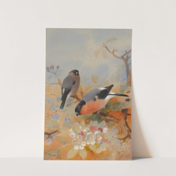 Bullfinches (1908) by Archibald Thorburn