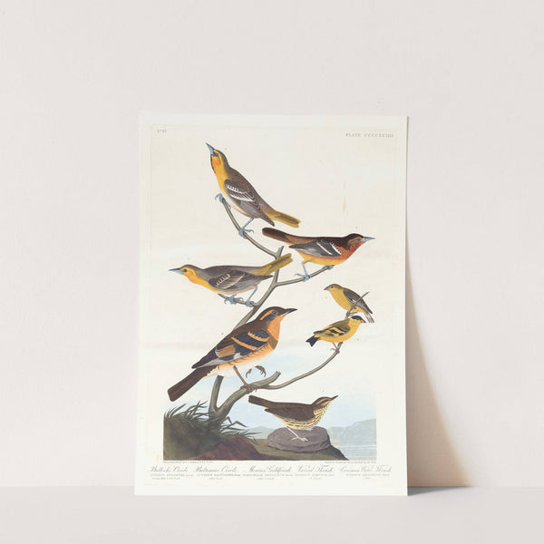 Bullock's oriole. Baltimore oriole. Mexican goldfinch. Varied thrush. Common water thrush by John James Audubon