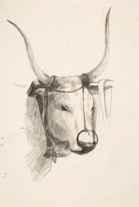 Bull’s Head