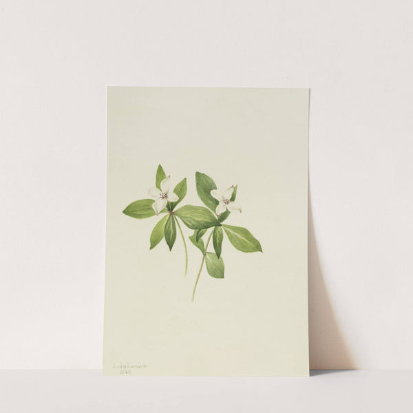 Bunchberry (Cornus canadensis) (1902) by Mary Vaux Walcott