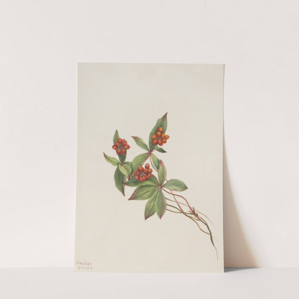 Bunchberry (Cornus canadensis) (1916) by Mary Vaux Walcott