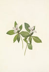 Northern Butterbur. Petasites hyperboreus