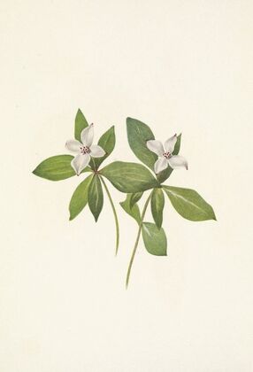 Northern Butterbur. Petasites hyperboreus