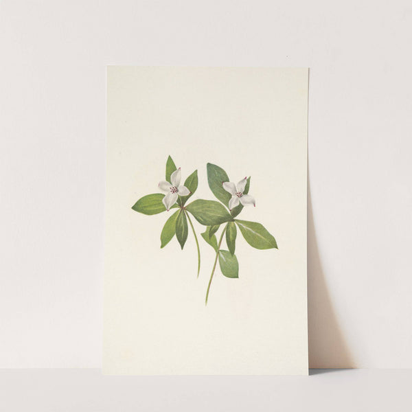 Bunchberry (flower). Cornus canadensis (1925) by Mary Vaux Walcott