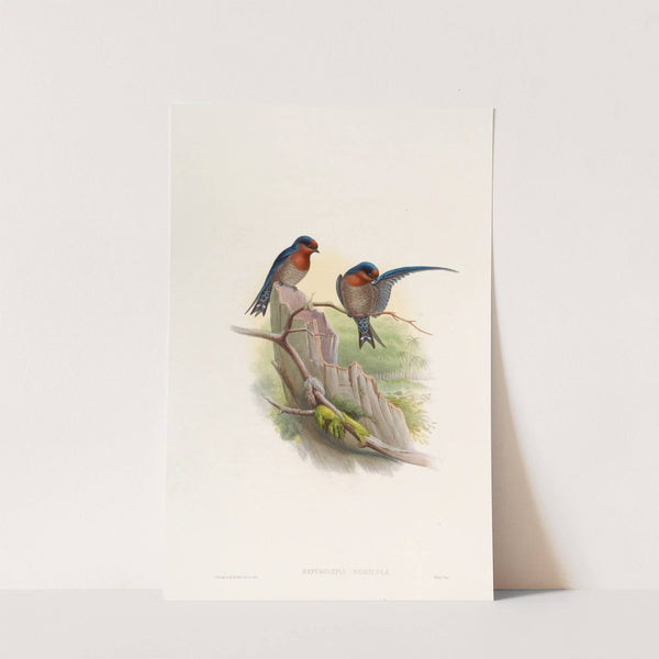 Bungalow Swallow by John Gould