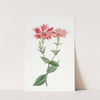 Bunge's Lychnis by Sydenham Edwards