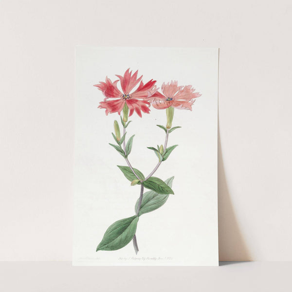 Bunge's Lychnis by Sydenham Edwards
