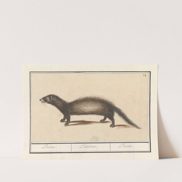 Bunzing (Mustela putorius) Putoor. Putorius. Putois. (1596-1610) by Anselmus Boëtius de Boodt