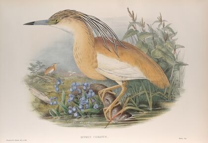 Buphus comatus. Squacco Heron. (1862-1873)