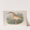 Buphus comatus. Squacco Heron. (1862-1873) by John Gould