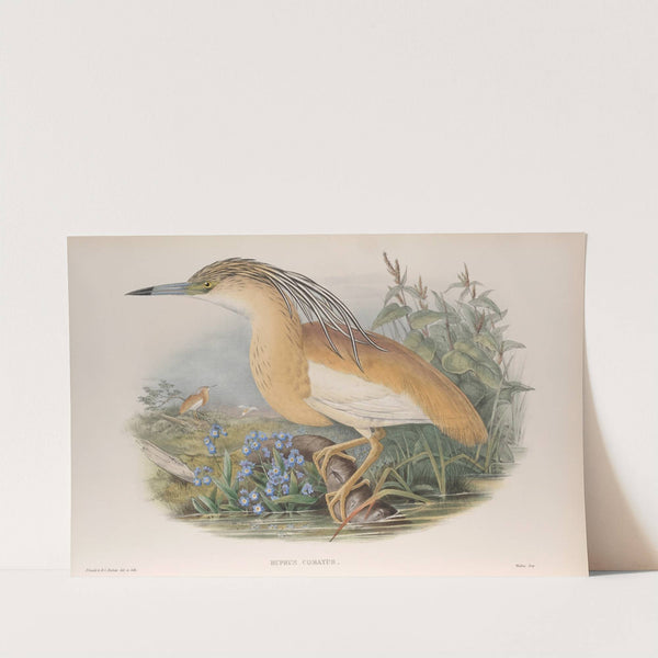 Buphus comatus. Squacco Heron. (1862-1873) by John Gould