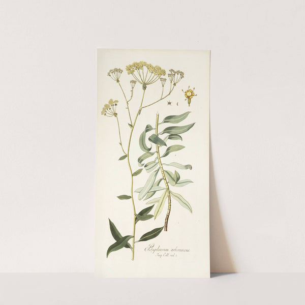 Bupleurum arborescens by Nikolaus Joseph Freiherr von Jacquin