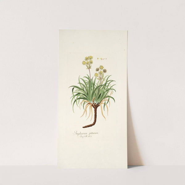 Bupleurum petraeum by Nikolaus Joseph Freiherr von Jacquin