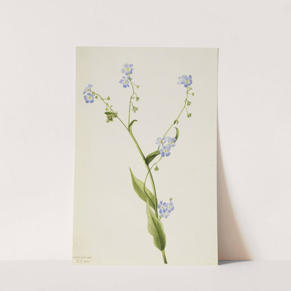 Bur-forget-me-not (Lappula diffusa) (1903) by Mary Vaux Walcott