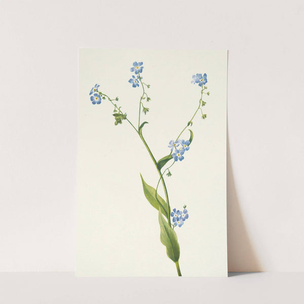 Bur-forget-me-not. Lappula diffusa (1925) by Mary Vaux Walcott