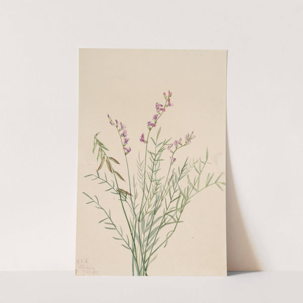 Burgess Milkvetch (Astragalus bourgovii) (1922) by Mary Vaux Walcott