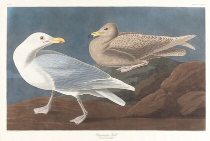 Burgomaster gull