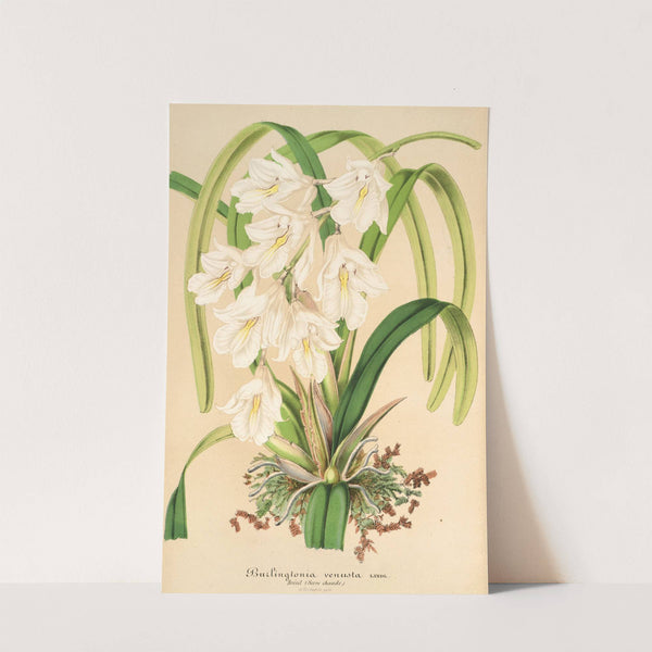 Burlingtonia venusta by Charles Antoine Lemaire