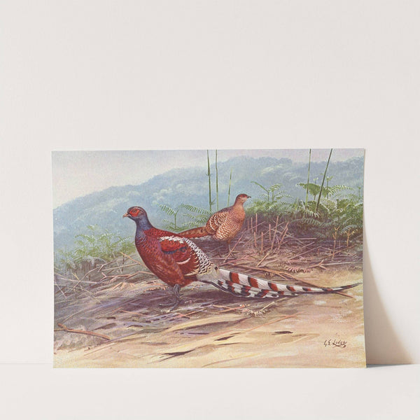 Burmese Barred-Backed Pheasant by George Edward Lodge