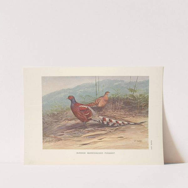 Burmese Barred-backed Pheasant (Syrmaticus humiae burmanicus). (1918-1922) by George Edward Lodge