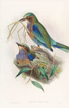 Burmese Roller