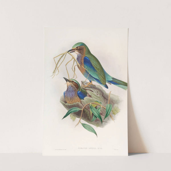 Burmese Roller by John Gould