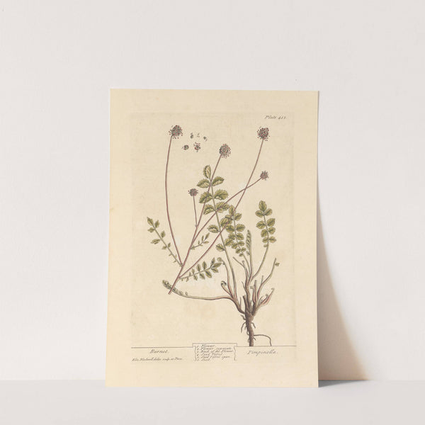 Burnet by Elizabeth Blackwell