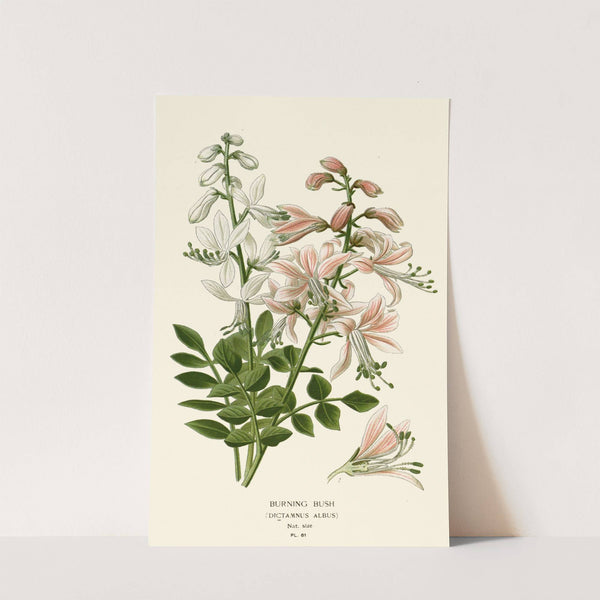 Burning Bush (1896-1897) by Edward Step