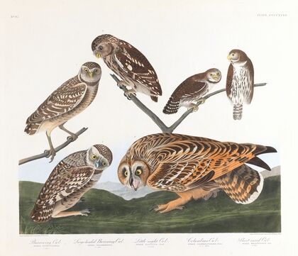Burrowing owl. Large-headed burrowing owl. Little night owl. Columbian owl. Short-eared owl
