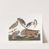 Burrowing owl. Large-headed burrowing owl. Little night owl. Columbian owl. Short-eared owl by John James Audubon