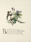 Burrs and thistles, elm