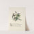 Burrs and thistles, elm by Jane Elizabeth Giraud