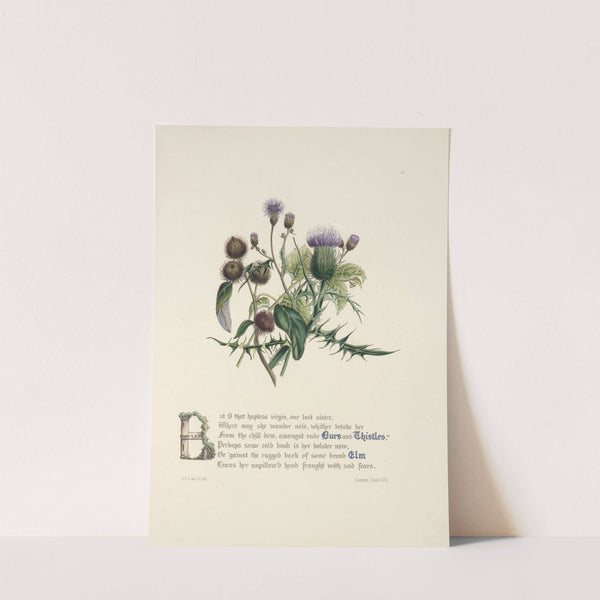 Burrs and thistles, elm by Jane Elizabeth Giraud