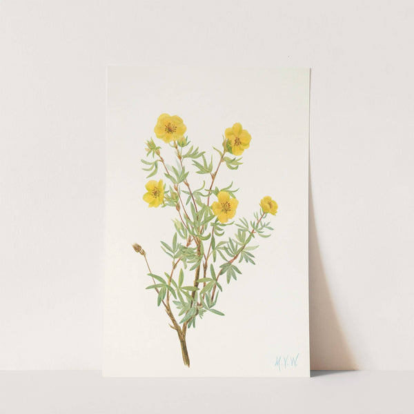 Bush Cinquefoil. (Potentilia fruticosa) (1925) by Mary Vaux Walcott