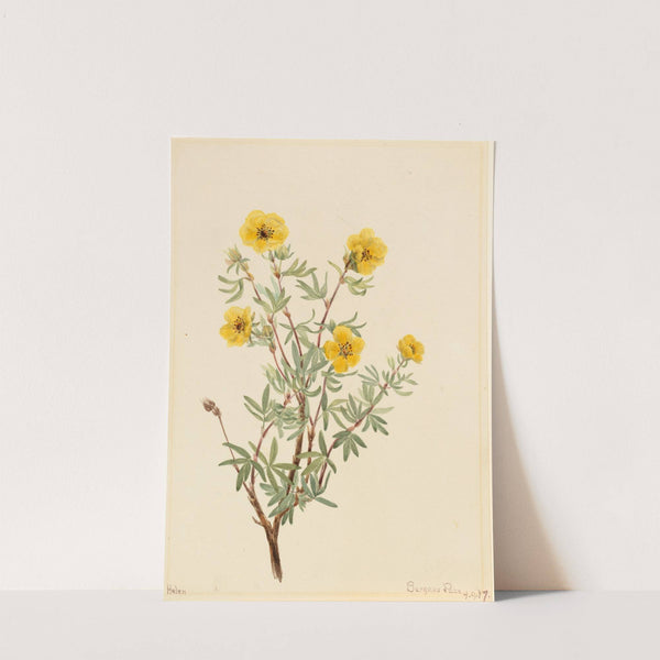 Bush Cinquefoil (Potentilla fruticosa) (1917) by Mary Vaux Walcott