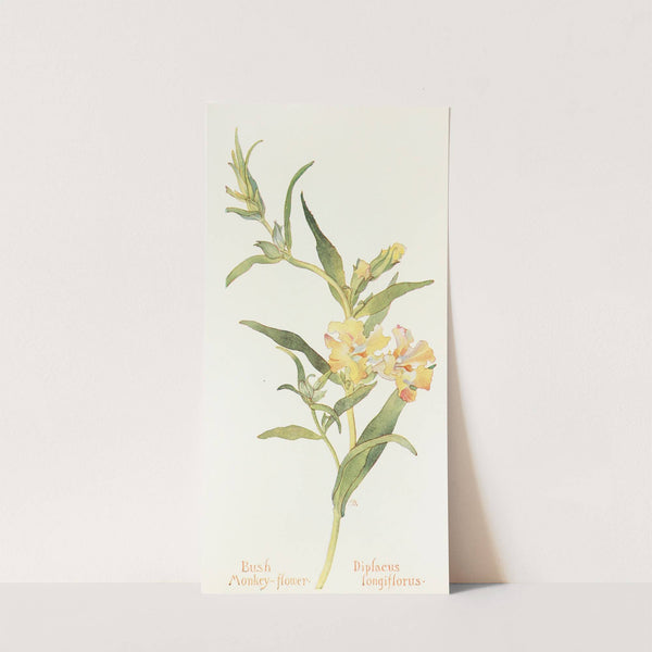 Bush Monkey Flower by Margaret Armstrong