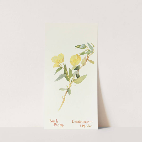 Bush Poppy by Margaret Armstrong