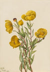 Bushpoppy (Dendromecon rigidum) (1927)