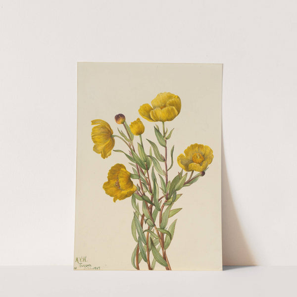 Bushpoppy (Dendromecon rigidum) (1927) by Mary Vaux Walcott