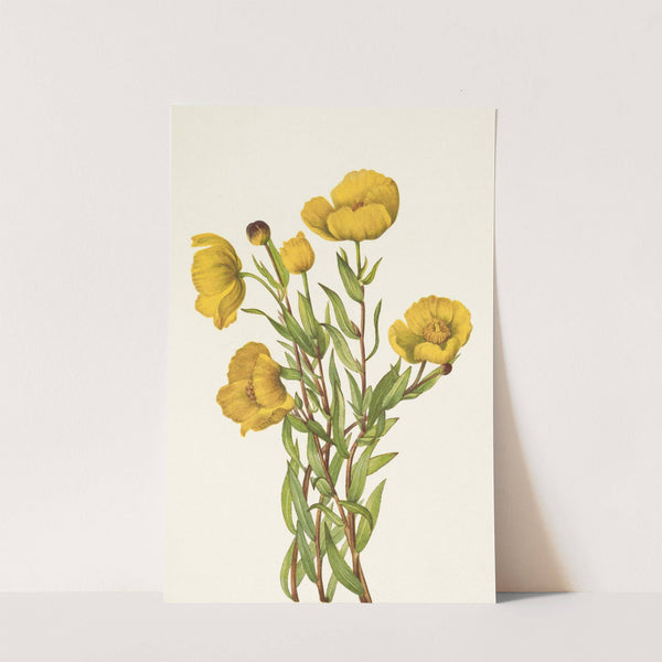 Bushpoppy. Dendromecon rigidum (1925) by Mary Vaux Walcott