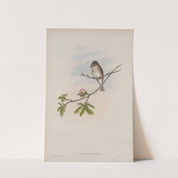 Butalis grisola. Spotted Flycatcher (1862-1873) by John Gould