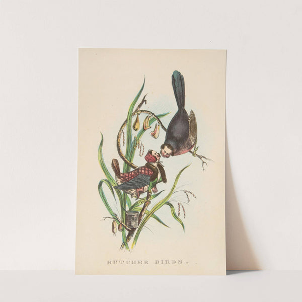 Butcher Birds (1851) by Henry Louis Stephens