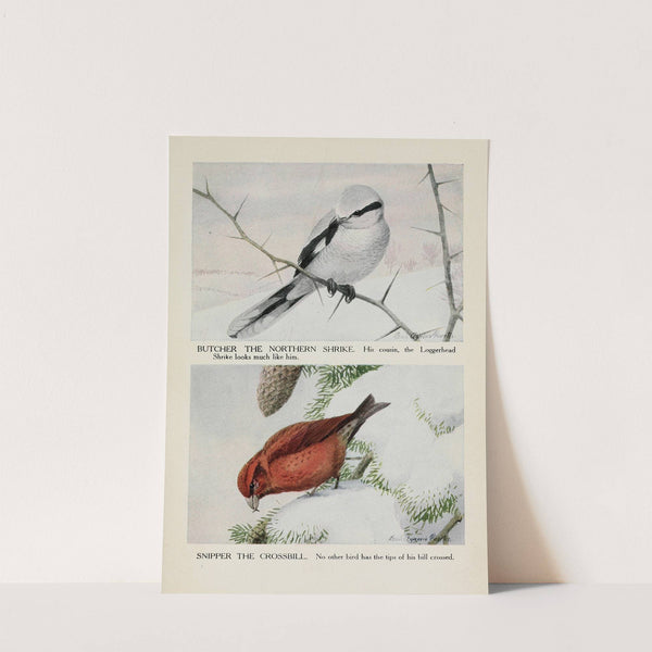 Butcher the Northern Shrike, Snipper the Crossbill by Louis Agassiz Fuertes
