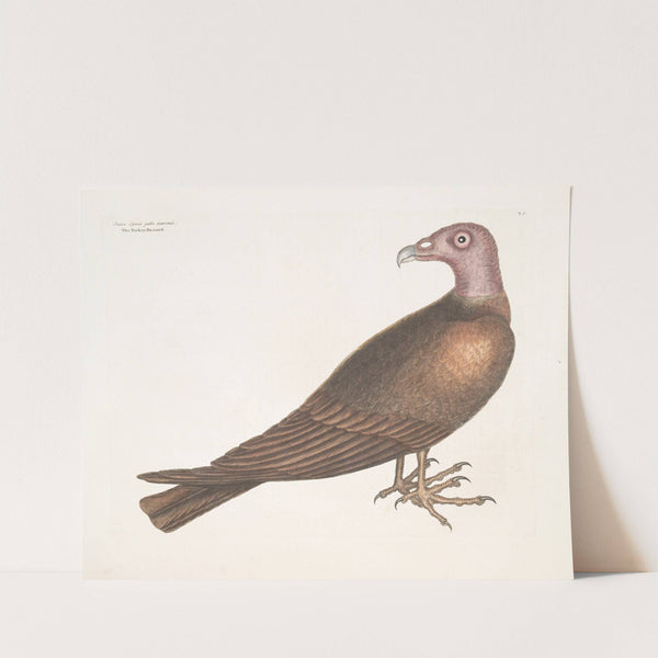 Buteo Specie gallo pavonis, The Turkey Buzzard. by Mark Catesby