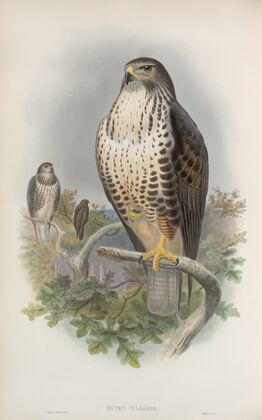Buteo vulgaris. Common Buzzard. (1862-1873)