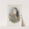Buteo vulgaris. Common Buzzard. (1862-1873) by John Gould