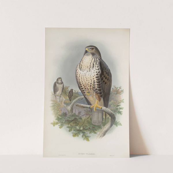 Buteo vulgaris. Common Buzzard. (1862-1873) by John Gould