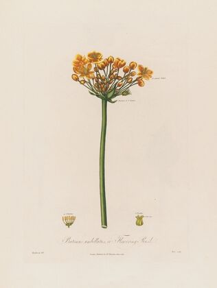 Butomus umbellatus, or Flowering Rush (1799–1810)