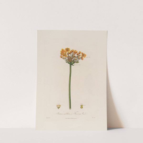 Butomus umbellatus, or Flowering Rush (1799–1810) by Robert John Thornton